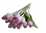Tulipán světle růžový s bílou 1ks 43 cm