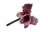Květ orchidej maxi světlý polyresin 20 cm