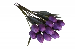 Tulipán tmavě fialový 1ks 43 cm