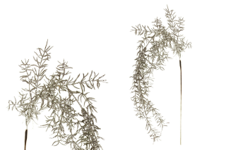 Asparagus převislý větev stříbrný 80cm